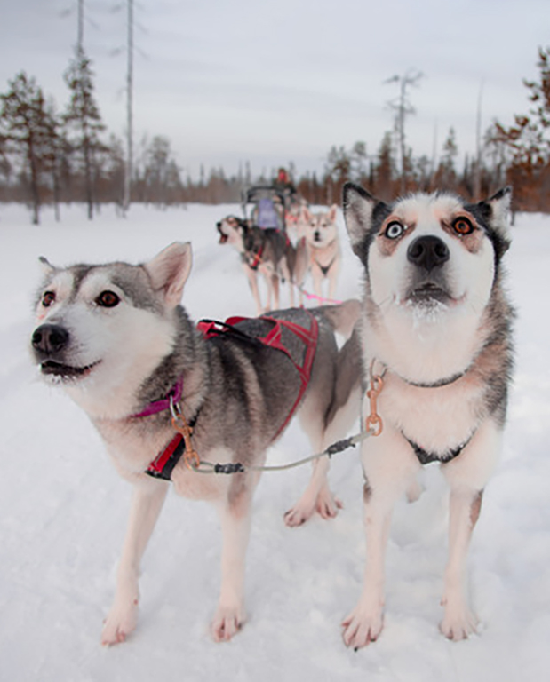 Huskysafari durch verschneite Wälder in Finnisch-Lappland