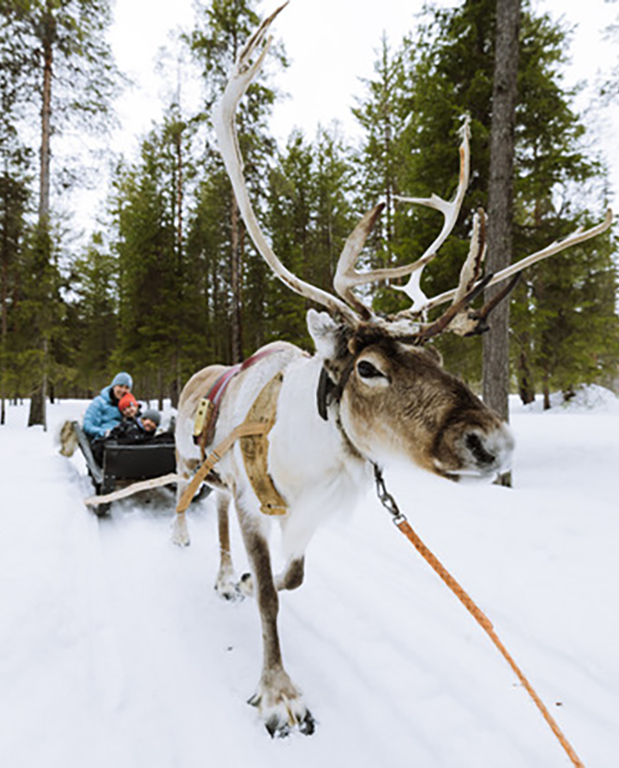 Rentierschlittenfahrt in Lappland während der Basenfasten-Woche